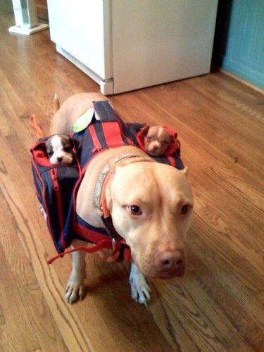 cute dog with backpack